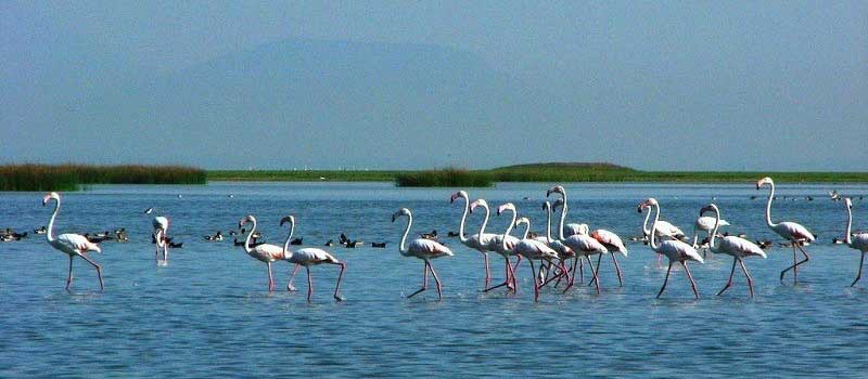 Chilika Lake & Sanctuary, Puri