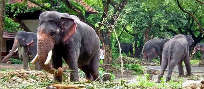 Elephant Camp Guruvayur