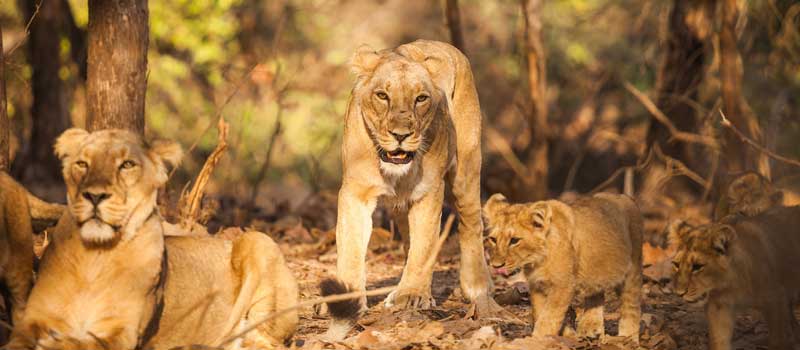 Wildlife Safari At Gujarat's Gir National Park